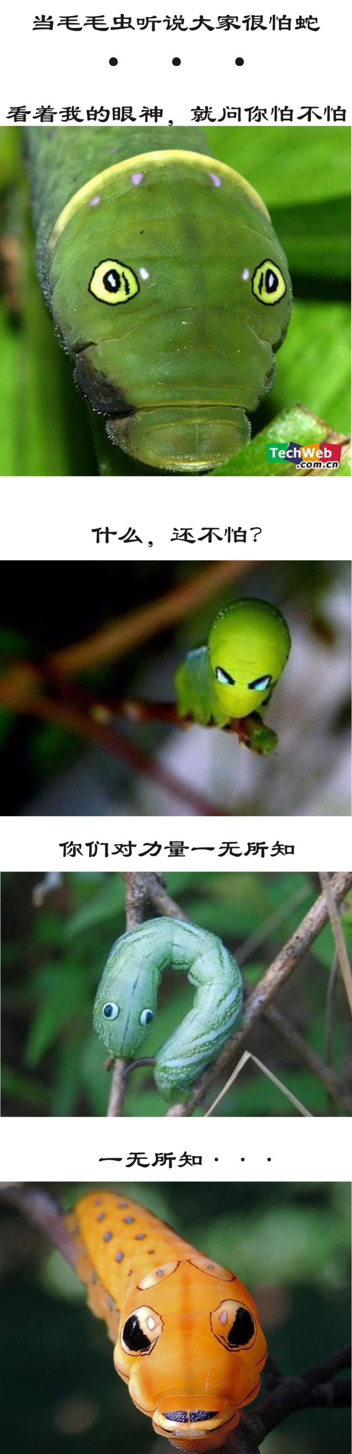 动物界十大伪装高手视频,动物界的伪装之王