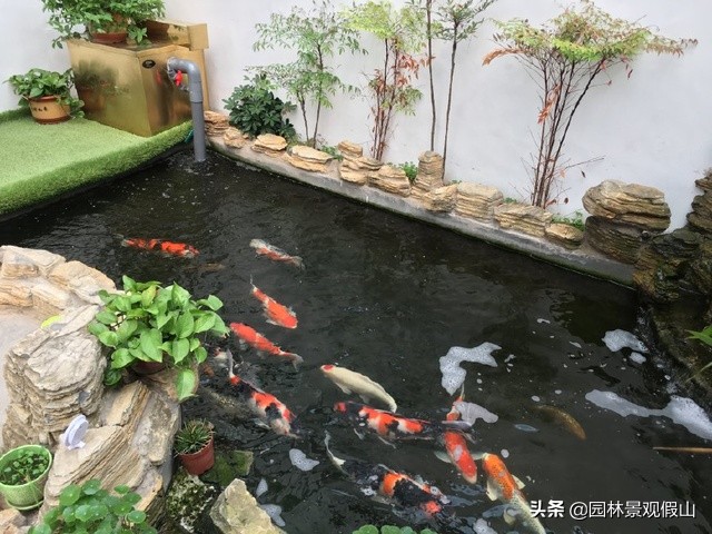 园林假山鱼池设计教程,鱼池假山怎样建才好看