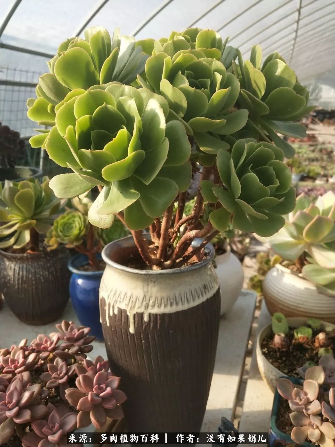 明人不说暗话，我为多肉而来！