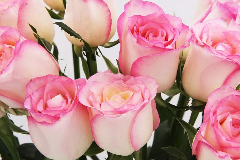 一篇文章带你认识三亚40种花,鲜花图鉴一次性认识30种玫瑰花