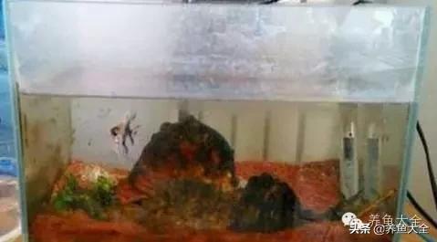 去除鱼缸水垢的最好方法,鱼缸灯水垢清除妙招