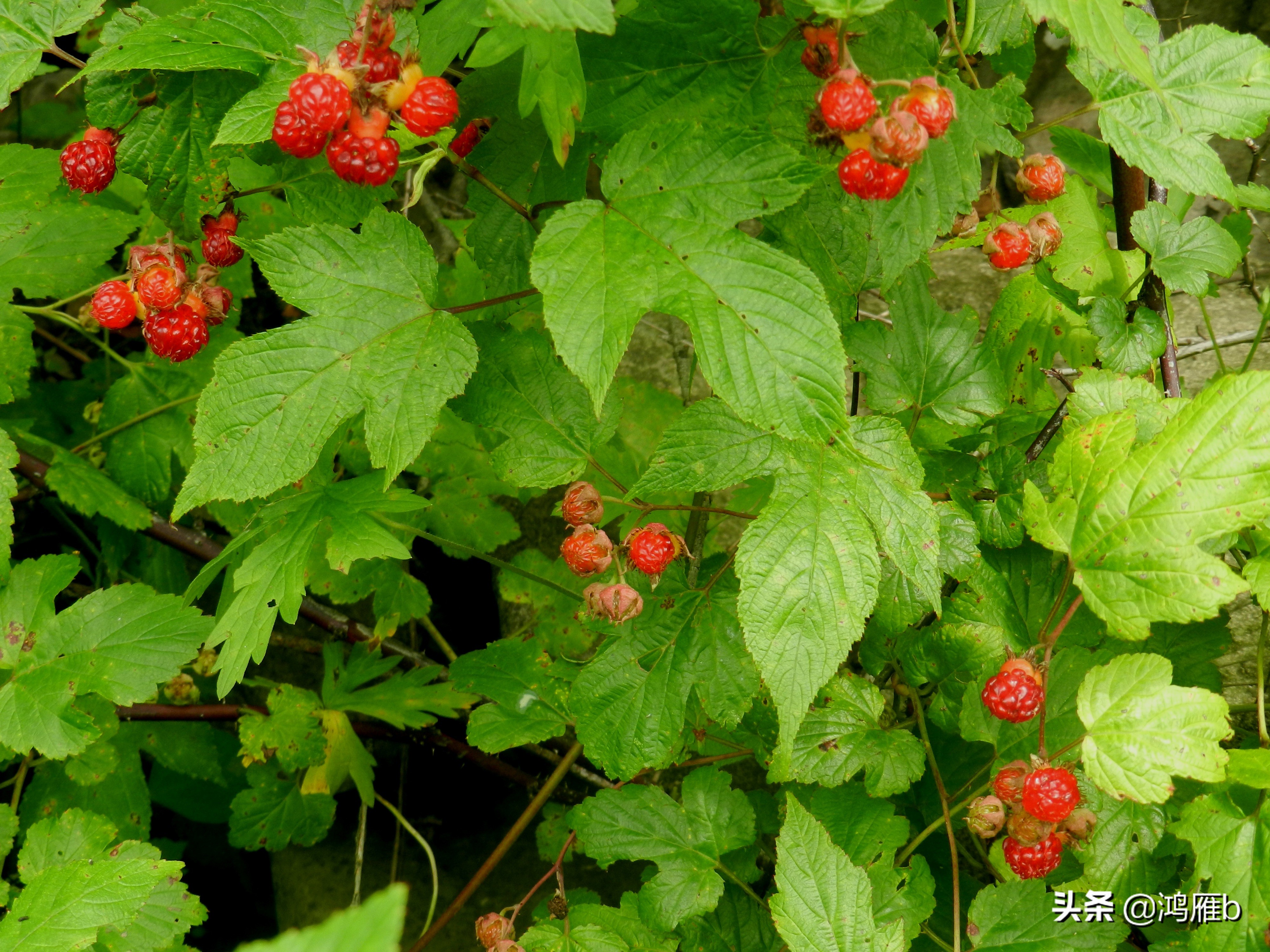 大山里的野果熟了想吃,山里的野果逐渐熟了