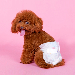 狗狗洗澡注意事项和禁忌,狗狗不能洗澡的五个时期