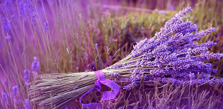 50种鲜切花花语,每个花艺师都要知道