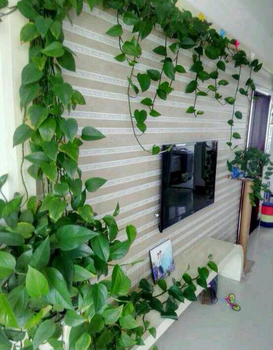 一盆绿萝就能让房子洋气到不行,绿萝改造大房子
