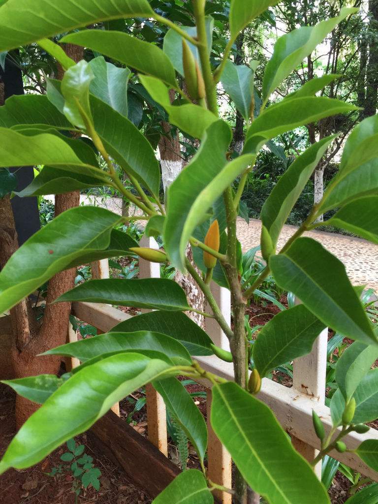 南方好养又勤花又香的兰花,好养又好看又香的兰花品种