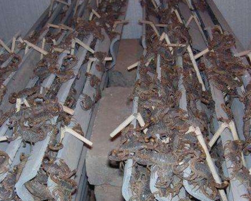 陕西蝎子养殖加盟方法,蝎子的养殖是不是骗局