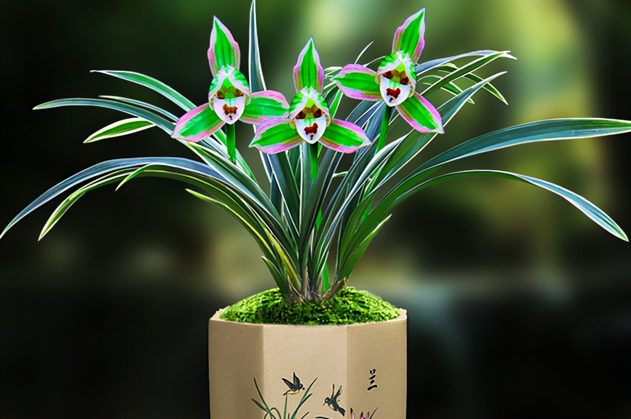 此兰只应“天上”有，人间哪得几回闻，一花双色，很多人没见过