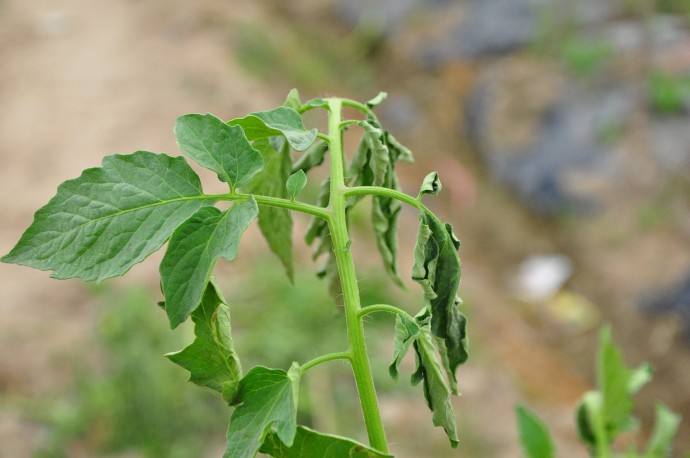 中后期马铃薯容易死苗烂叶,马铃薯枯黄萎病如何防治