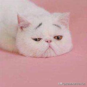 怎么判断猫咪是不是牙齿疼,可怕的猫咪牙疼