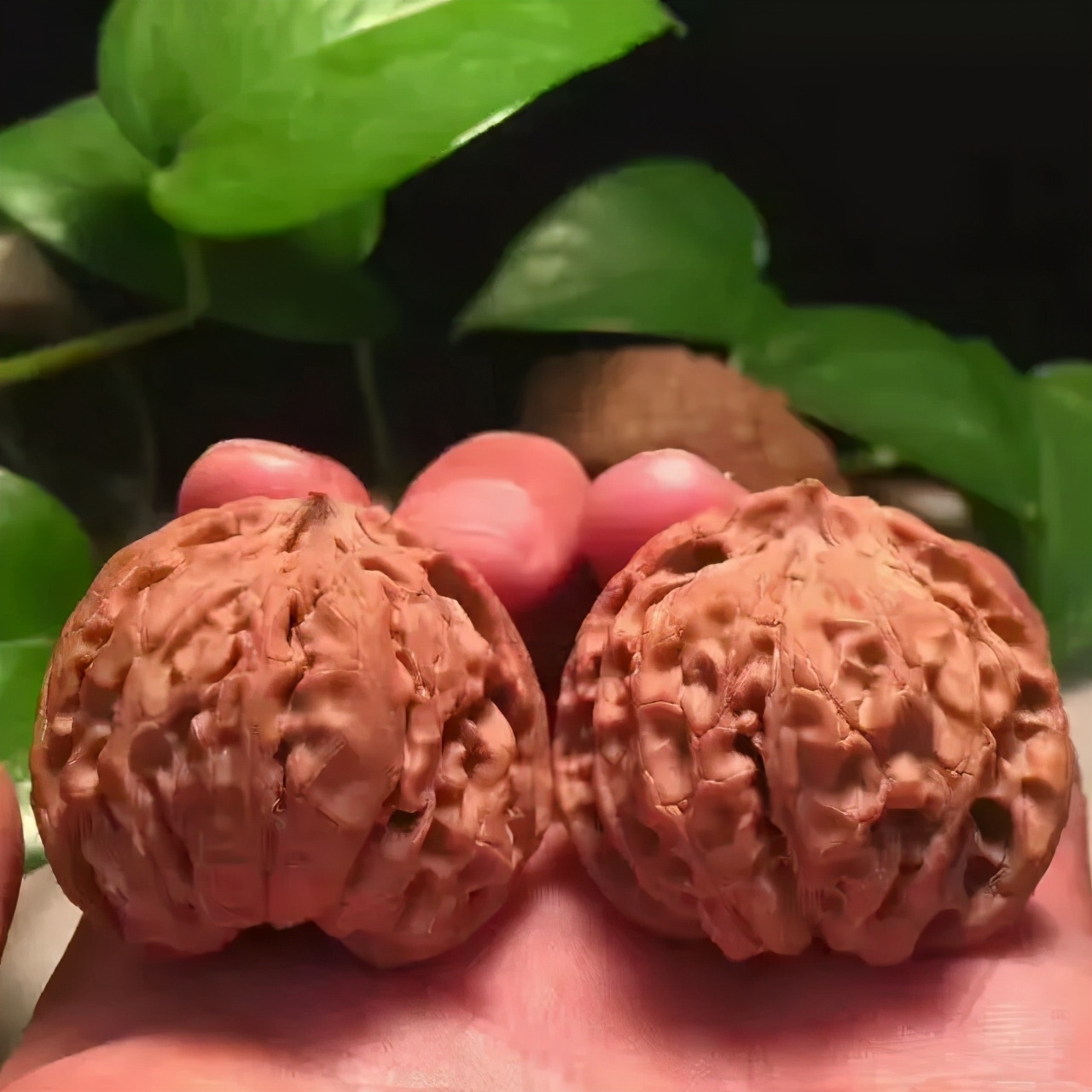 核桃如何盘得油光发亮,新手盘核桃如何让它快速上色