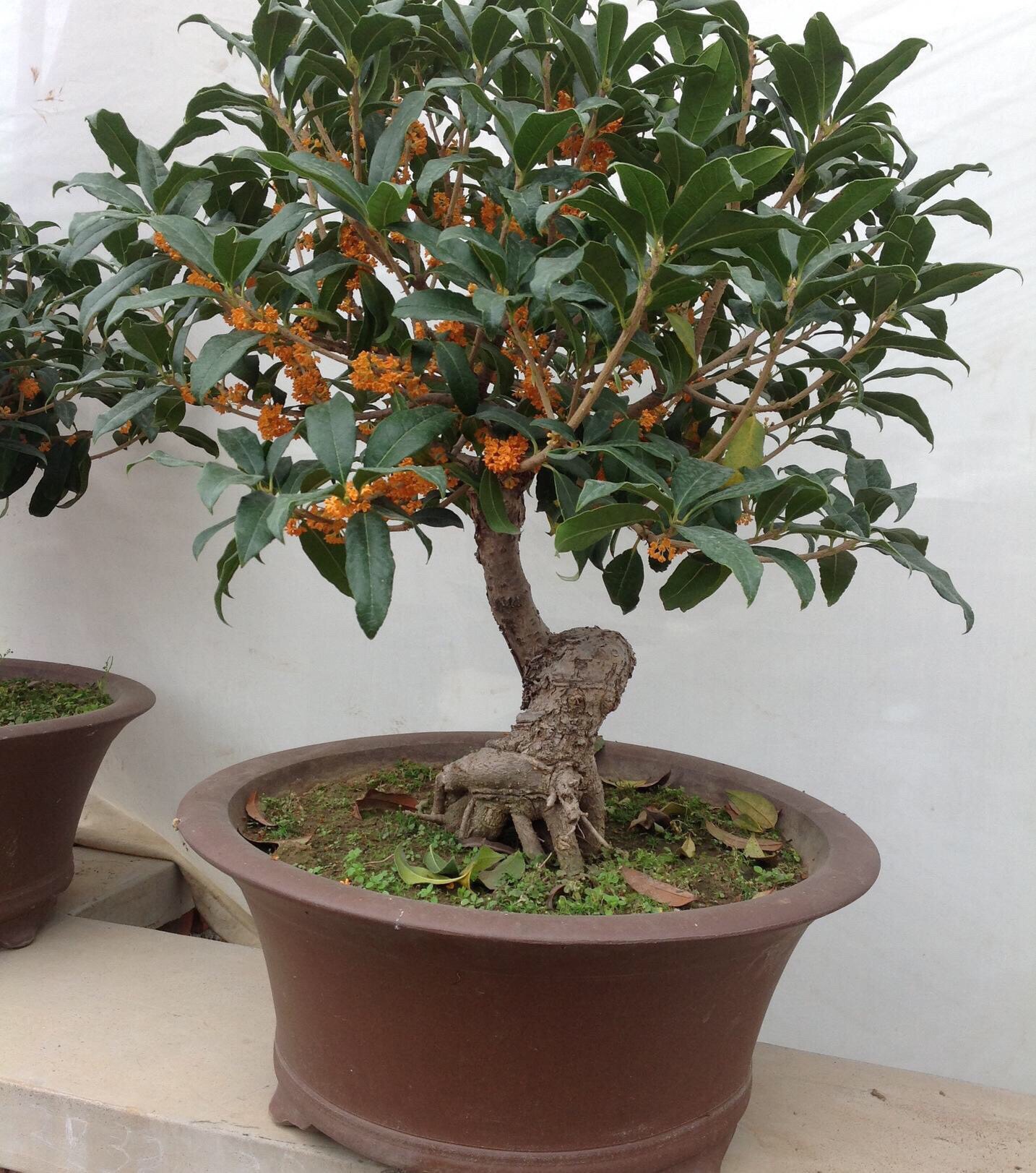 招财富贵花有哪些,高级富贵花给人带来吉祥好运