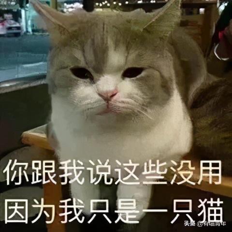 养了十几年的猫和男朋友分手了,女朋友要求丢掉养了3年的猫