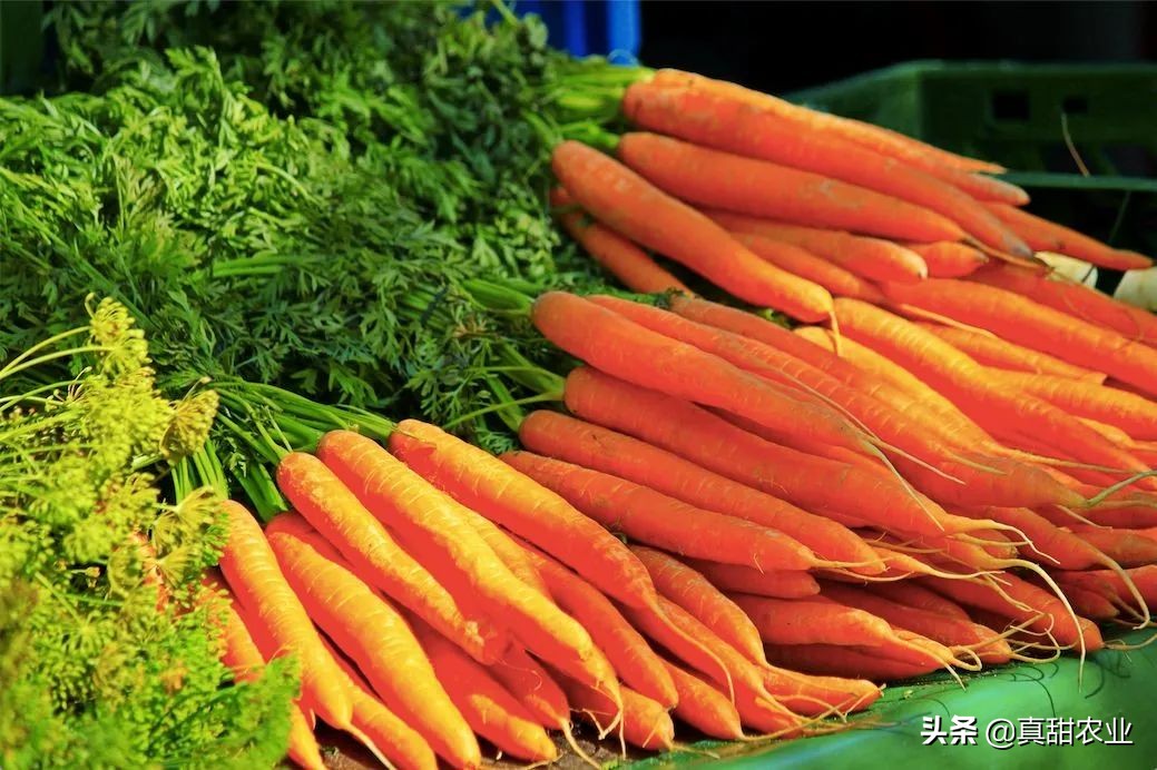 云南地区叶菜行情稳中有涨,近期蔬菜叶菜价格上涨原因