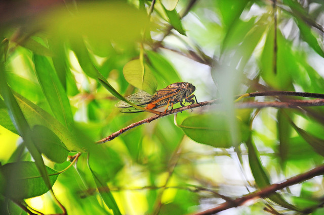 昆虫记蝉被称为什么,昆虫记蝉的特点和生活特征