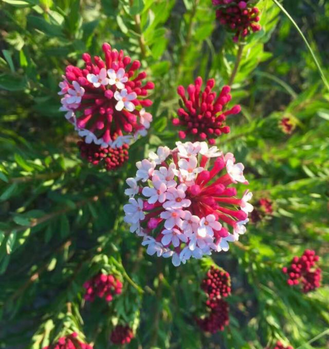 鎴峰涓嶈兘瑙︾鐨勬瘨鑺辨湁鍝簺,鍝簺姣掕姳涓嶈兘瑙︾