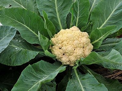 花菜怎么种那么长久还不开花,花菜怎么种叶子小花球大