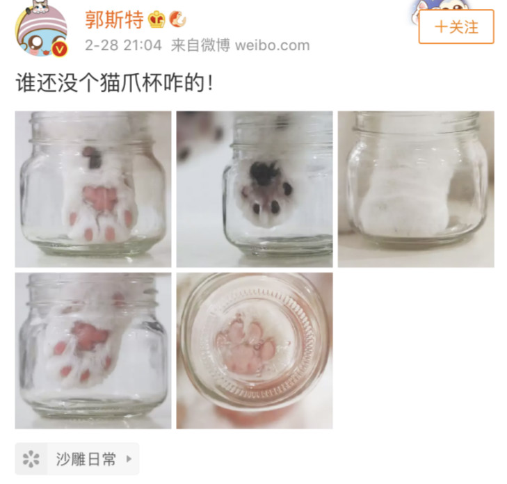 大家都在争抢猫爪杯？吸猫的最高境界，带着摄影机“猫步走天下”