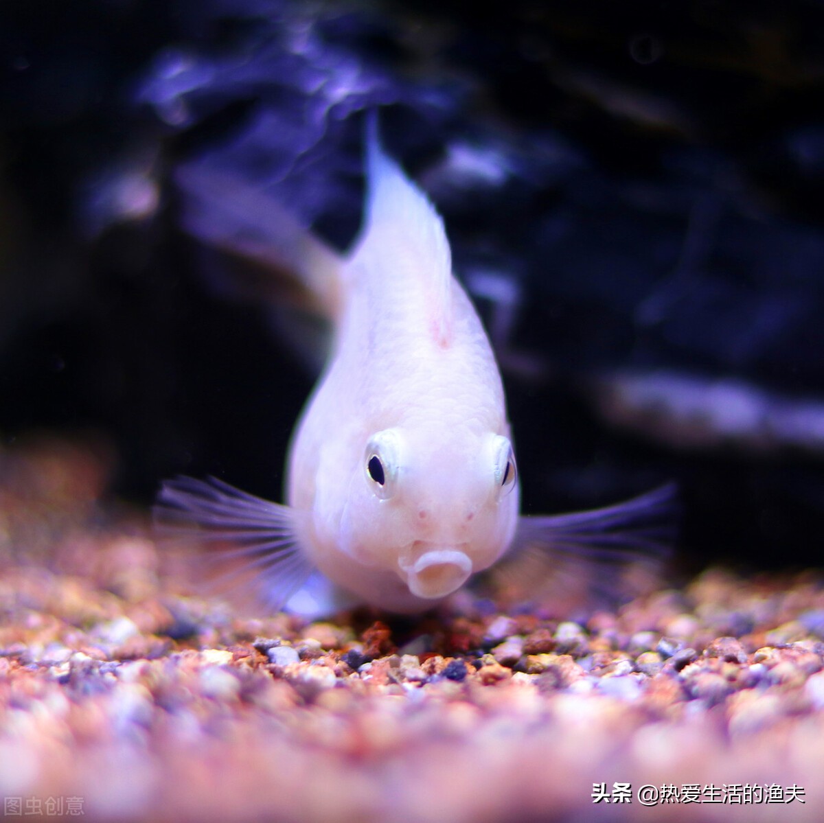 迷你鹦鹉鱼养殖方法怎么养,迷你鹦鹉鱼和什么鱼同养