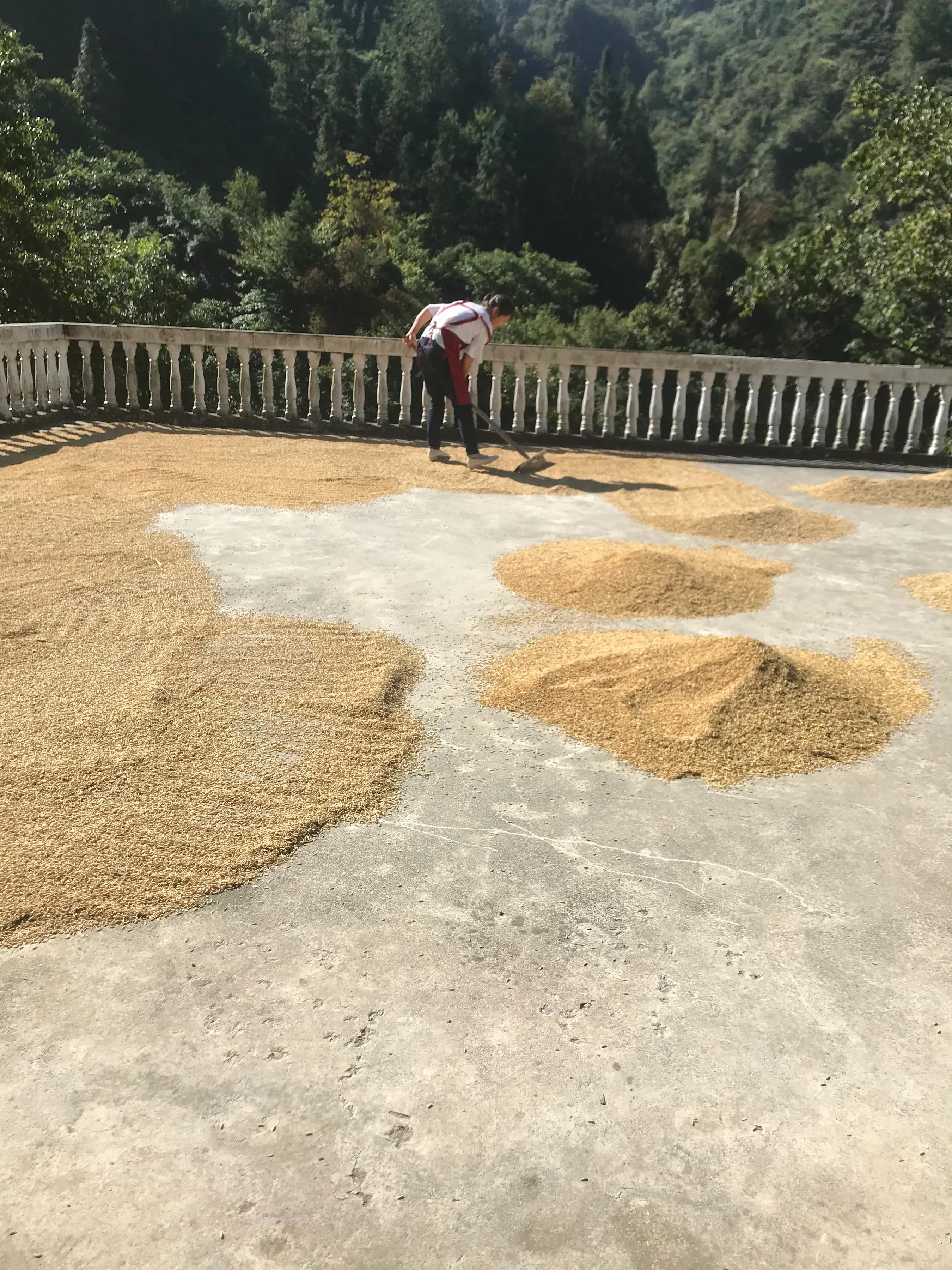 农村人种粮食，这些账必须要算清，算了才知道你的工钱是多少