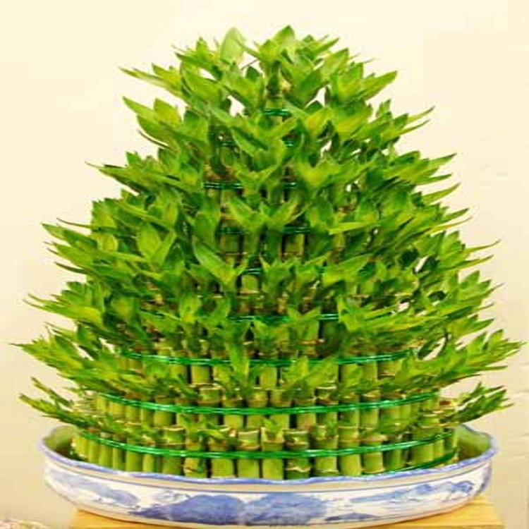 如何选择家中花卉植物盆栽,家庭常见的盆栽花卉的养护与管理