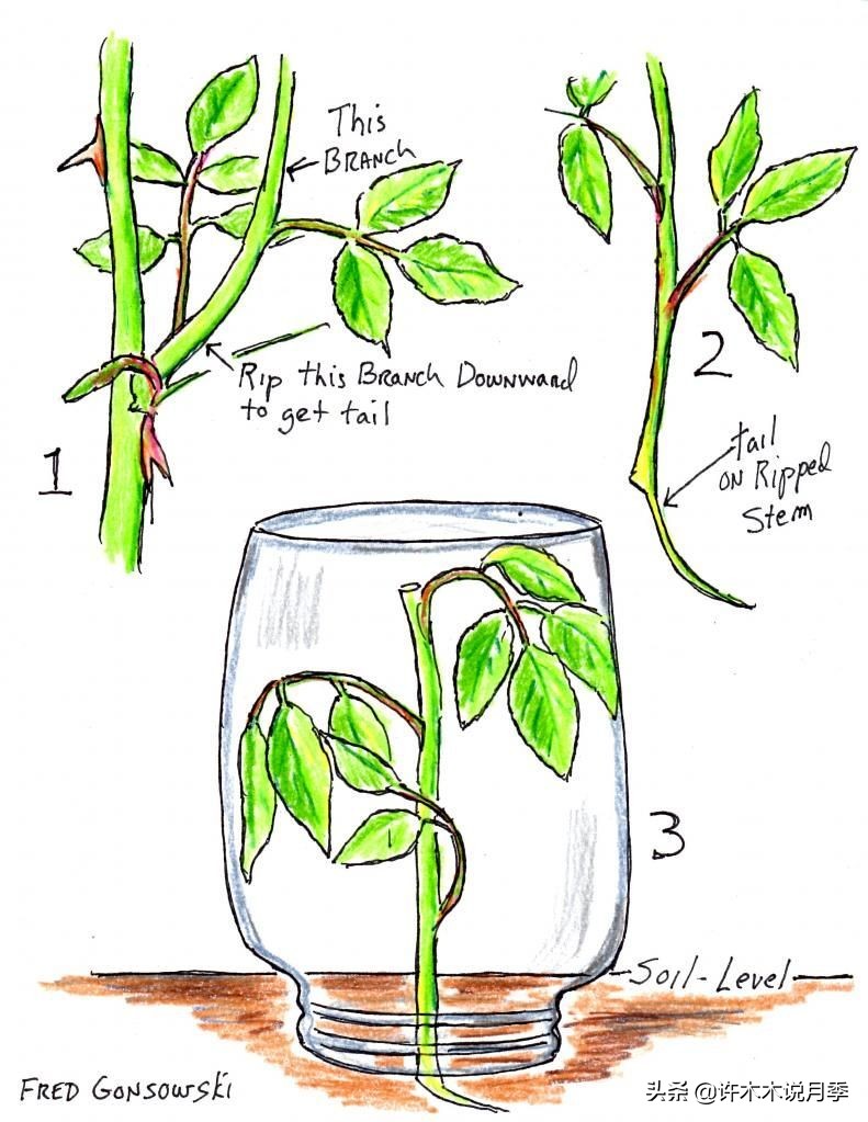 红双喜月季是扦插好还是嫁接好,藤本月季嫁接的好还是扦插的好