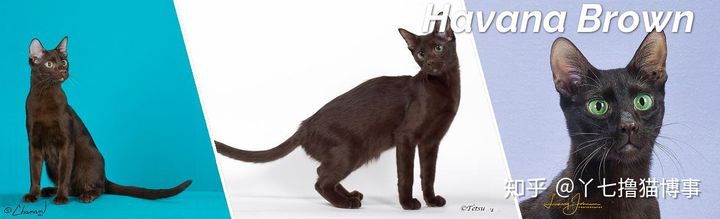 有哪些好看的家养猫,最适合家养的猫咪品种不掉毛