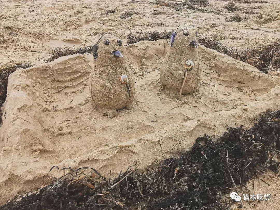 墨尔本两只相互依偎的企鹅,澳大利亚墨尔本看企鹅