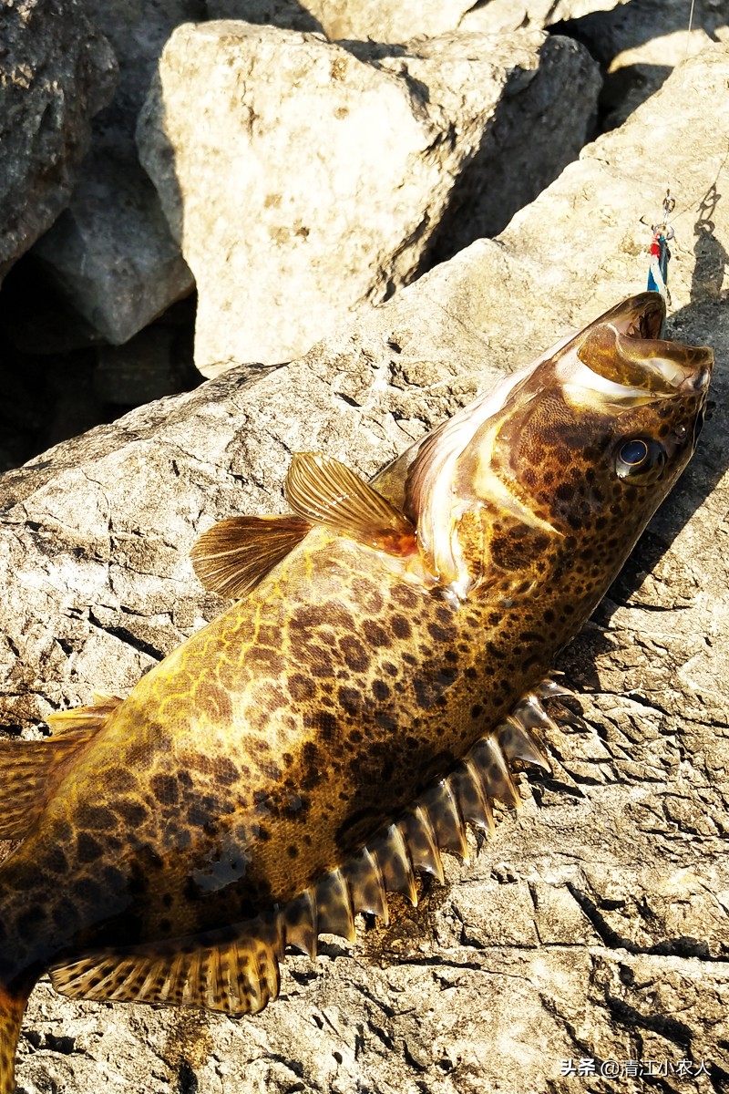 野钓回来的鳜鱼吃啥,鳜鱼最好的饵是什么