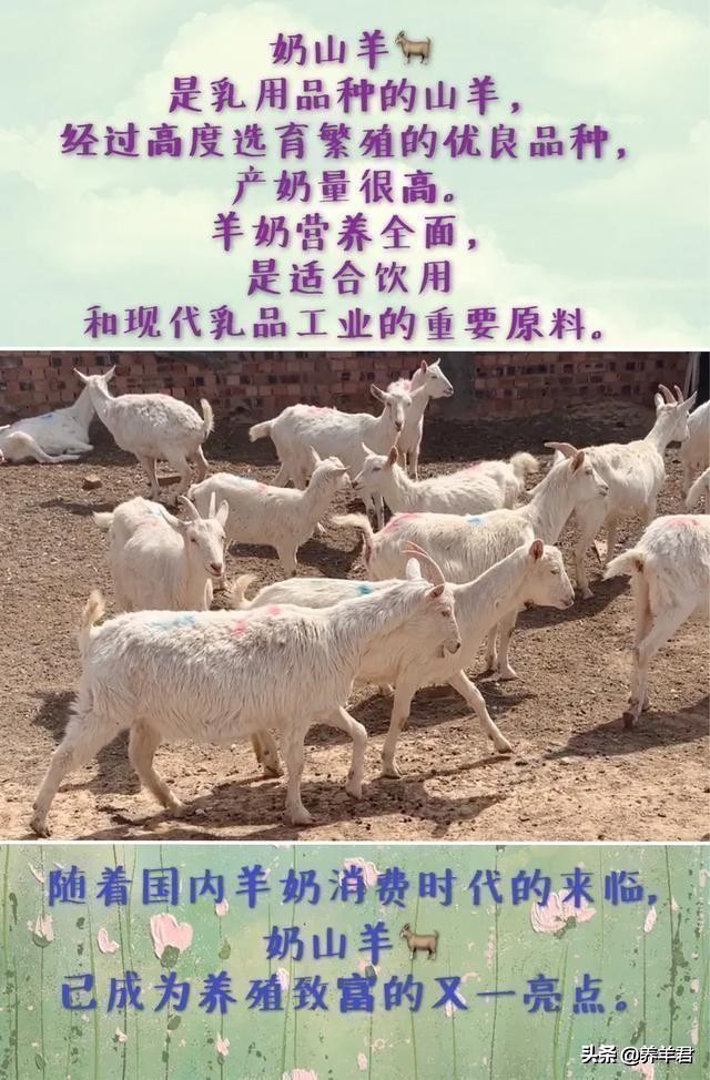 关于羊你了解多少,关于羊奶的知识