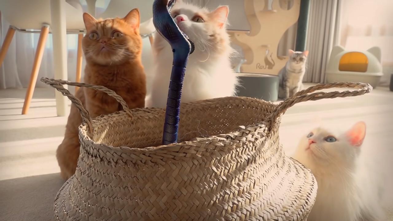 两只猫打架处理最佳办法,两只猫打架分开笼子