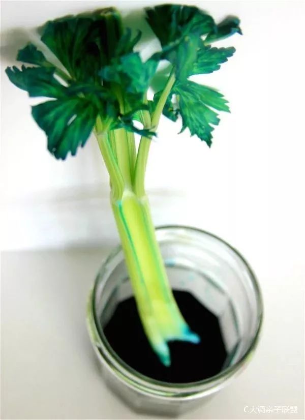 科学实验好奇心,科学入门小实验