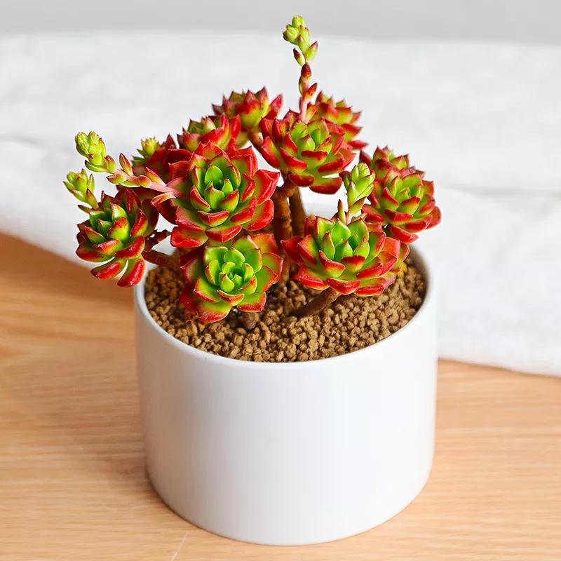 家里不养开花的植物,家里不养带刺的花