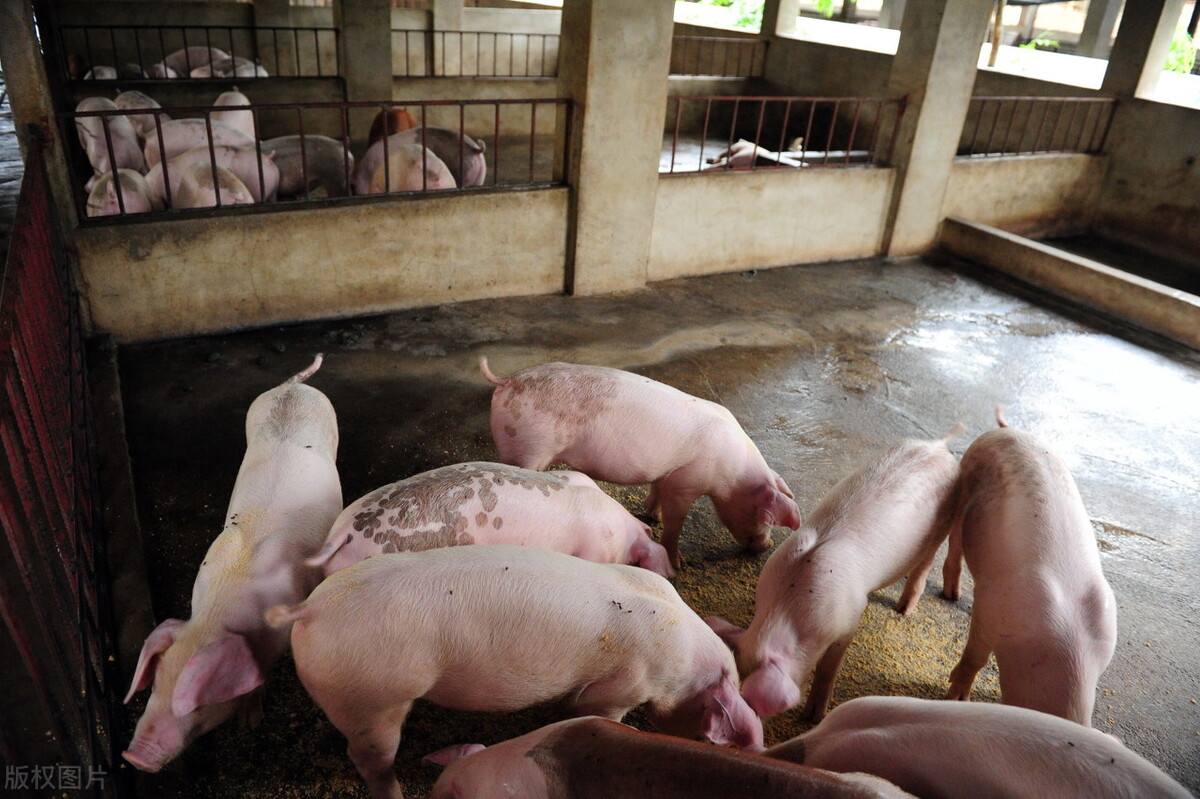 10月23日猪价行情表,预计10月4日猪价格走势