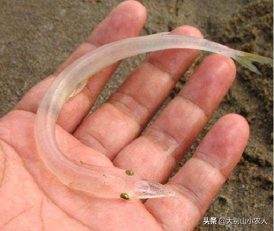 “面条鱼”之殇：鸭绿江边放流，全成了朝鲜的“嫁衣”？