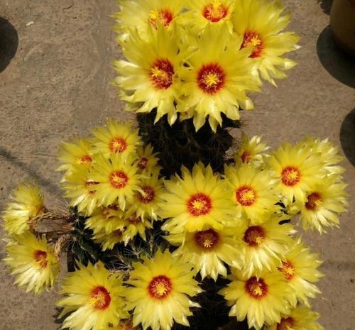 101个仙人球品种,101种仙人球开花图片