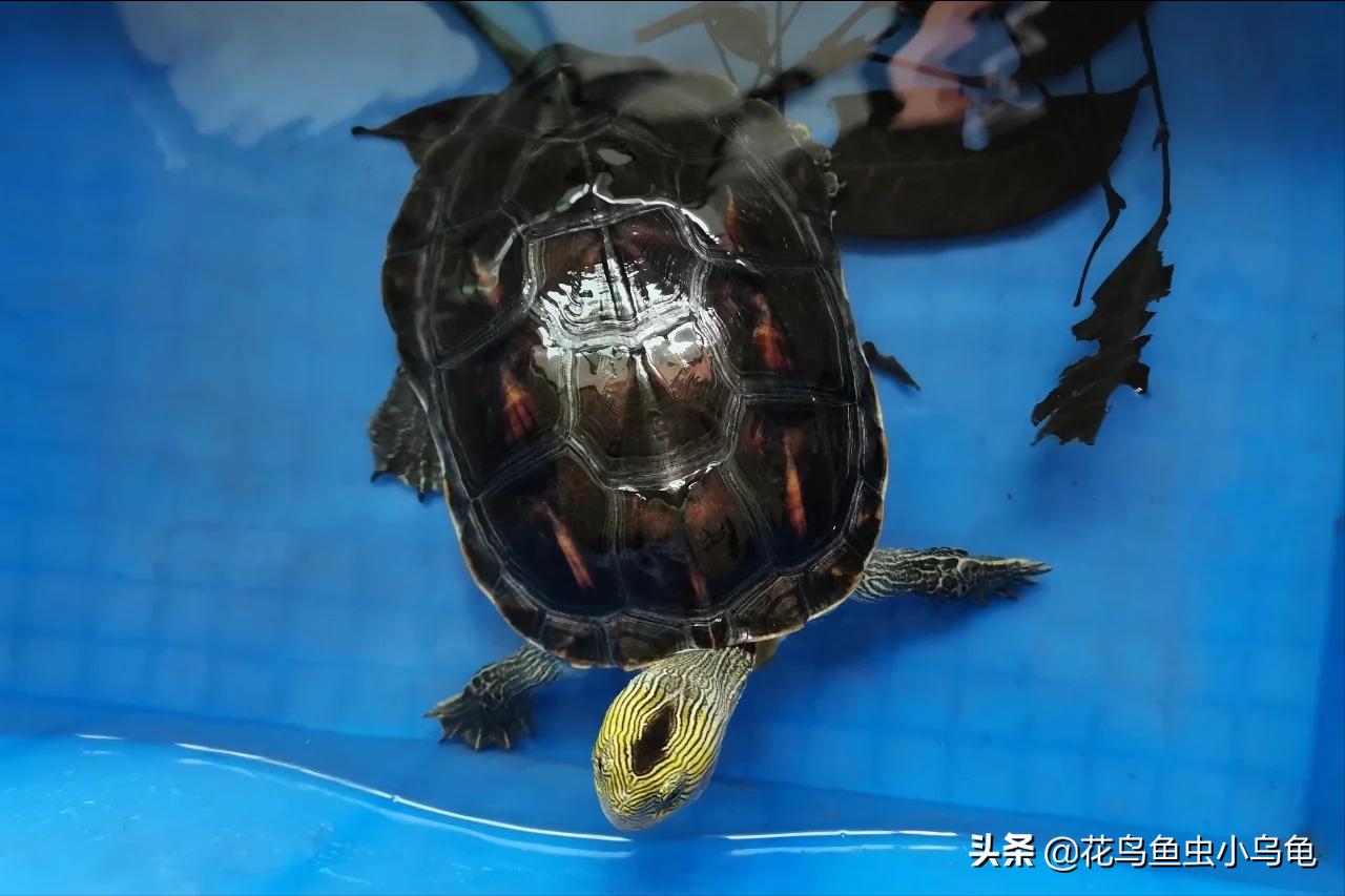 最容易养的乌龟是哪种乌龟,最容易养的乌龟是哪种品种