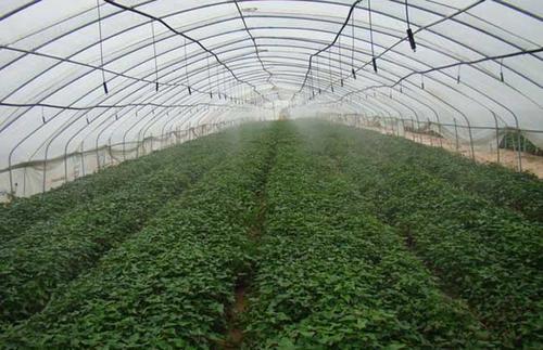 温室大棚造价多少钱一平方米,温室大棚造价多少钱一米