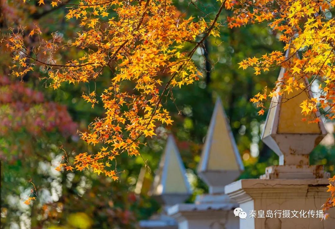 秦皇岛秋天美景,秦皇岛秋天落日和晚风