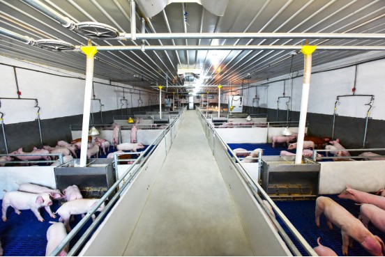 未来之星（洛阳-宜阳县）：河南民正农牧股份有限公司