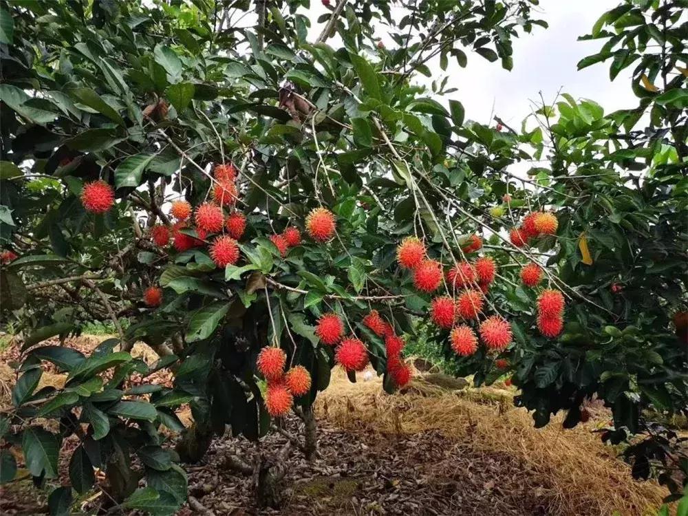 值得带回家的海南特产,带你分享海南特产海鲜