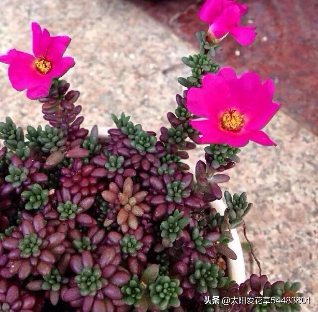 紫米粒多肉是什么样子,紫米粒多肉用什么盆养好