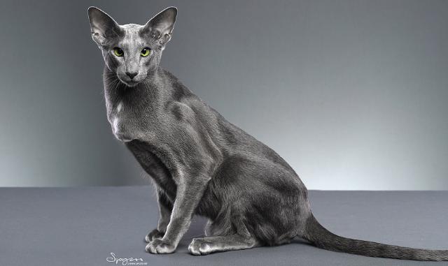 所有品种的黑猫都辟邪吗,黑猫辟邪又招财