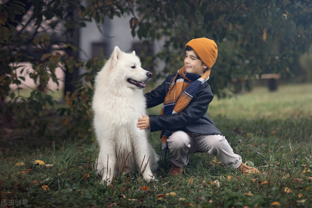 萨摩耶如何挑选喂养以及常见疾病小知识爱它就请花点时间做好功课
