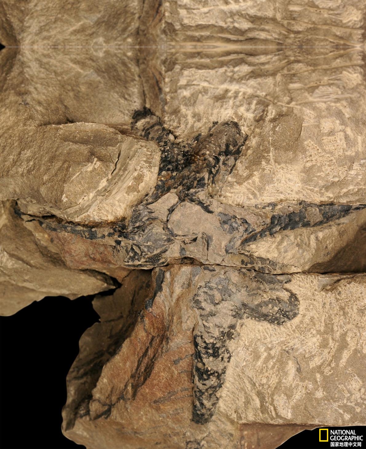 奇异山里发现远古化石,最罕见的神秘生物化石