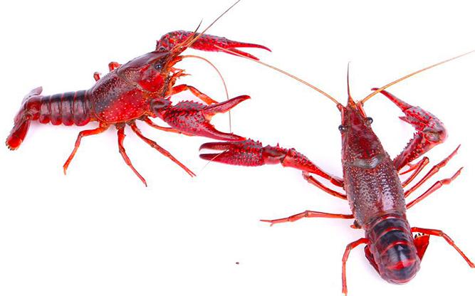 小龙虾是刷了再泡还是泡了再洗,洗小龙虾要不要放小苏打