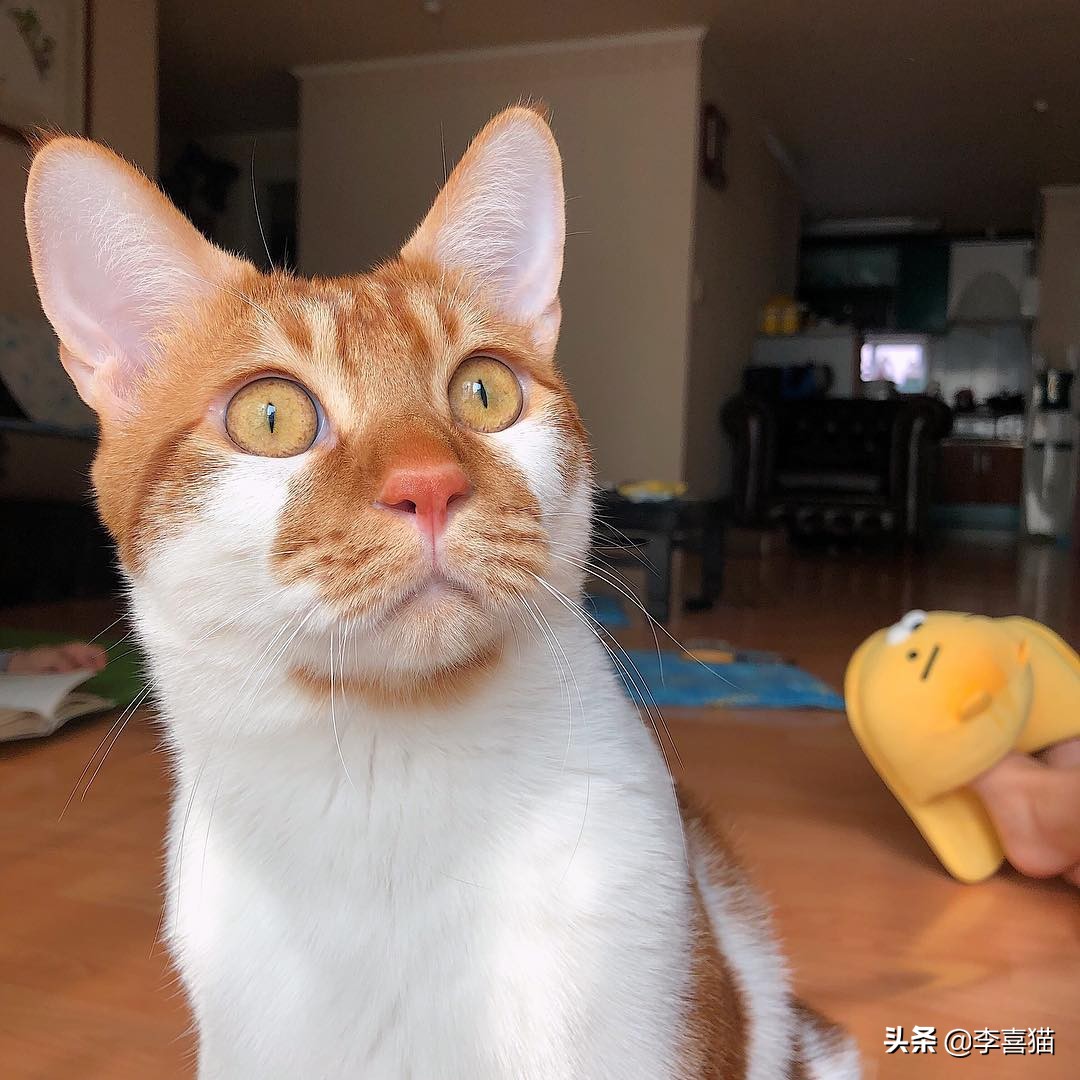 怎么防止猫咪挠家具,如何解决猫咪挠家具