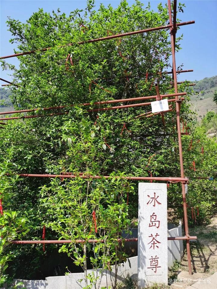 王者风范茶叶价格,龙润普洱生茶顶级老茶饼