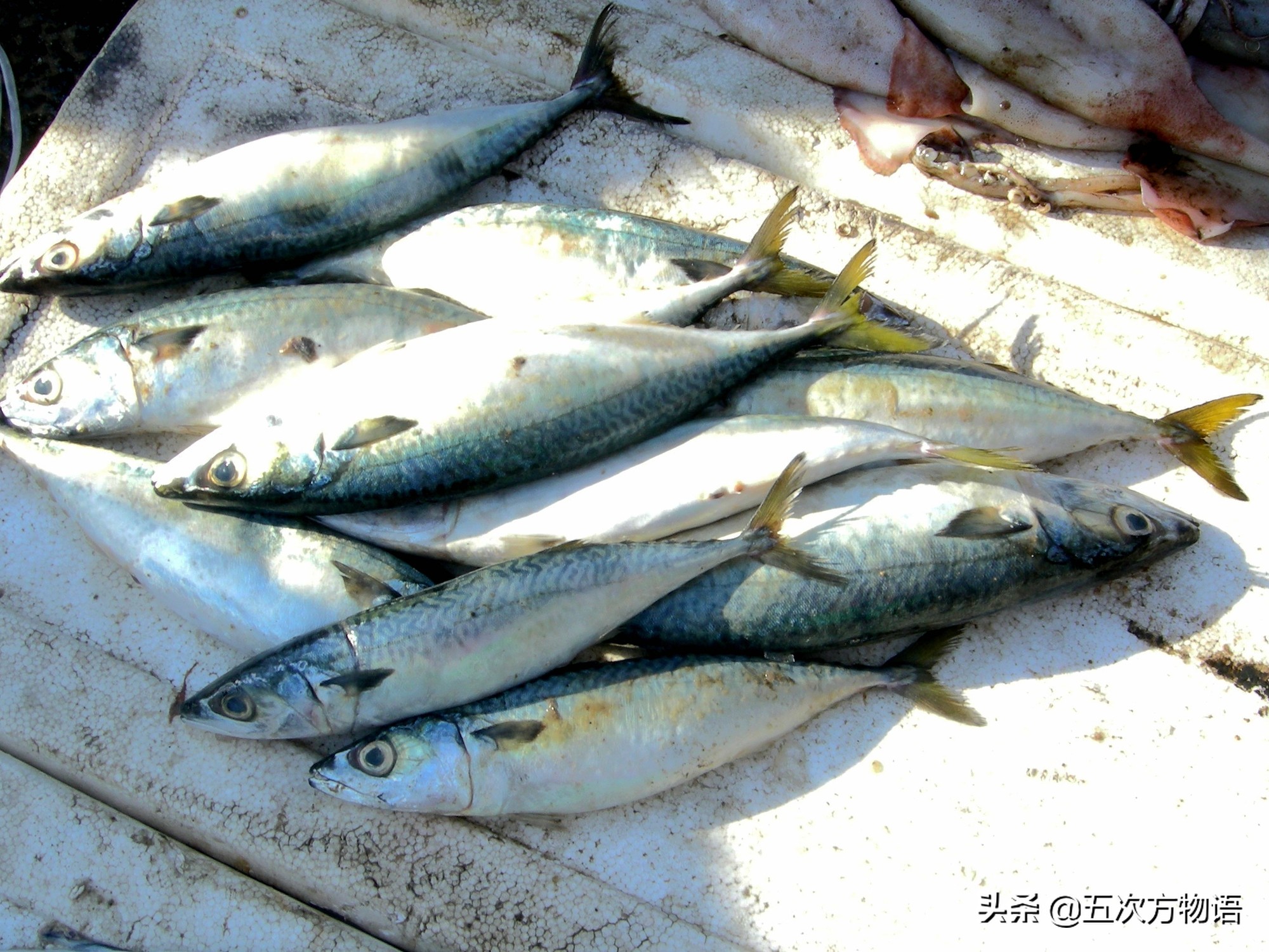 椴呴奔鍒嗛矏椴呰繕鏈夊暐,椴呴奔濂藉悆杩樻槸椴愰矃