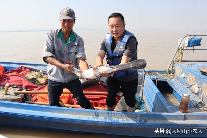 多地捕获！既是保护又是入侵鱼种，烫手的“长嘴怪鱼”如何处理？